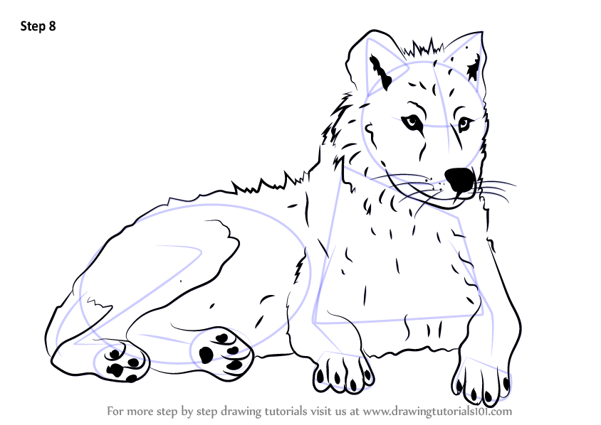 844x598 Learn How To Draw An Arctic Wolf - Arctic Wolf Drawing