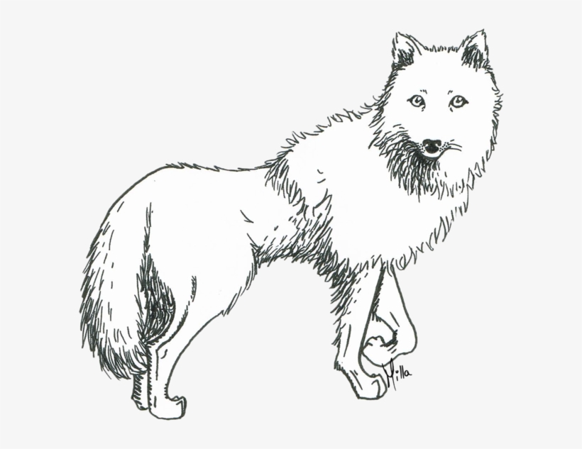 820x633 prometheus drawing white wolf - Arctic Wolf Drawing