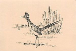 300x199 roadrunner road runner bird postcard phoenix arizona az mary - Arizona Drawing