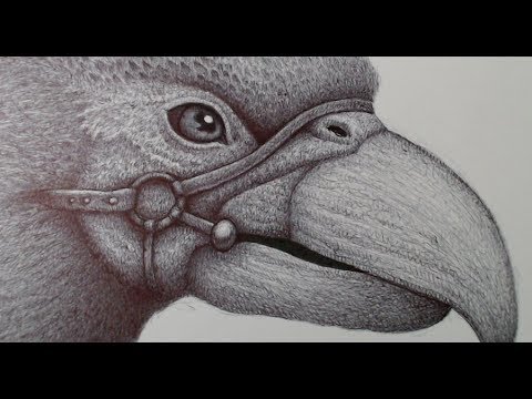 480x360 drawing argentavis from the game ark - Ark Drawing