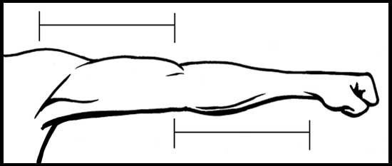 550x233 How To Draw The Human Figure - Arm Drawing