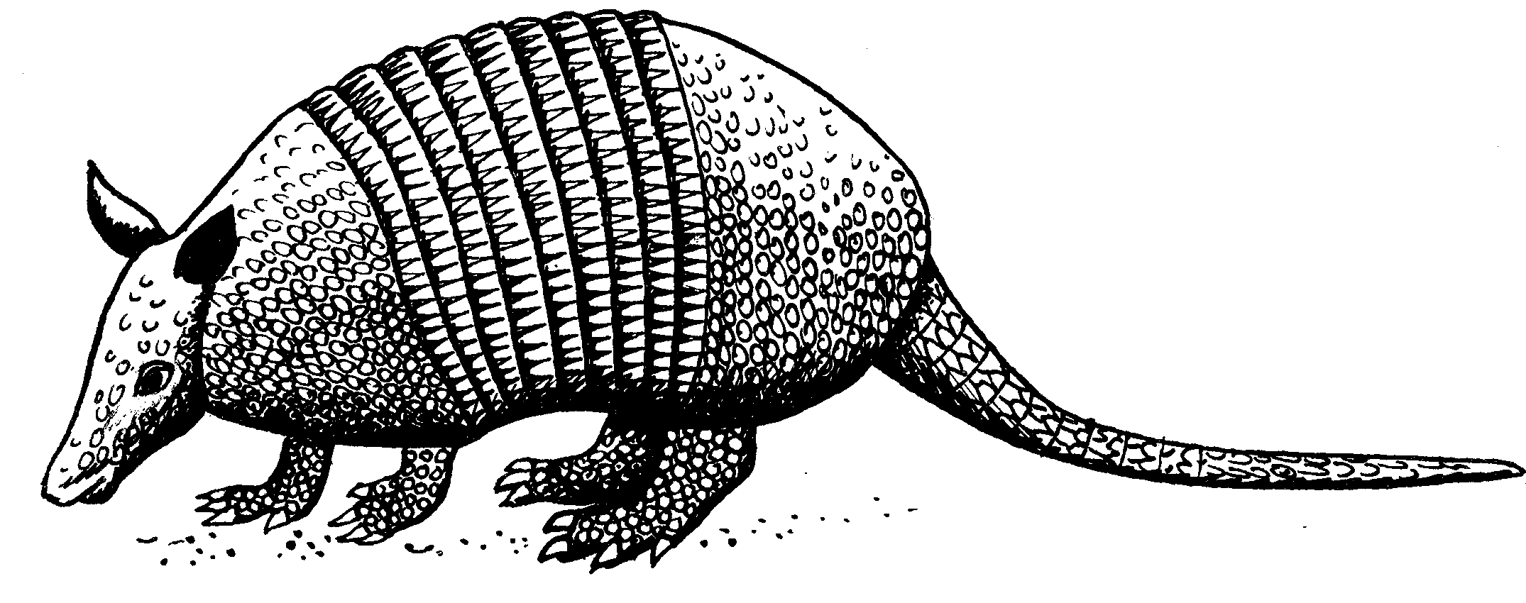 Armadillo Drawing at Explore collection of