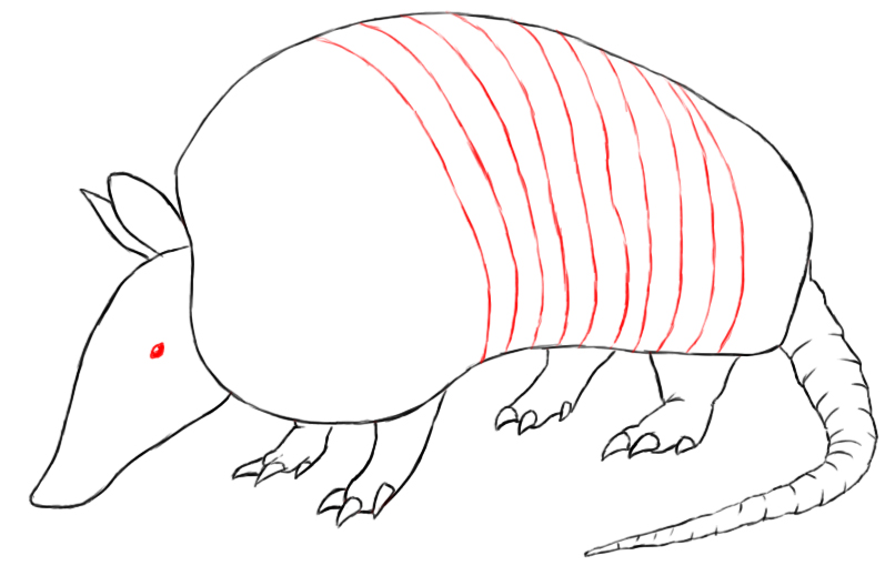 806x519 How To Draw An Armadillo - Armadillo Drawing