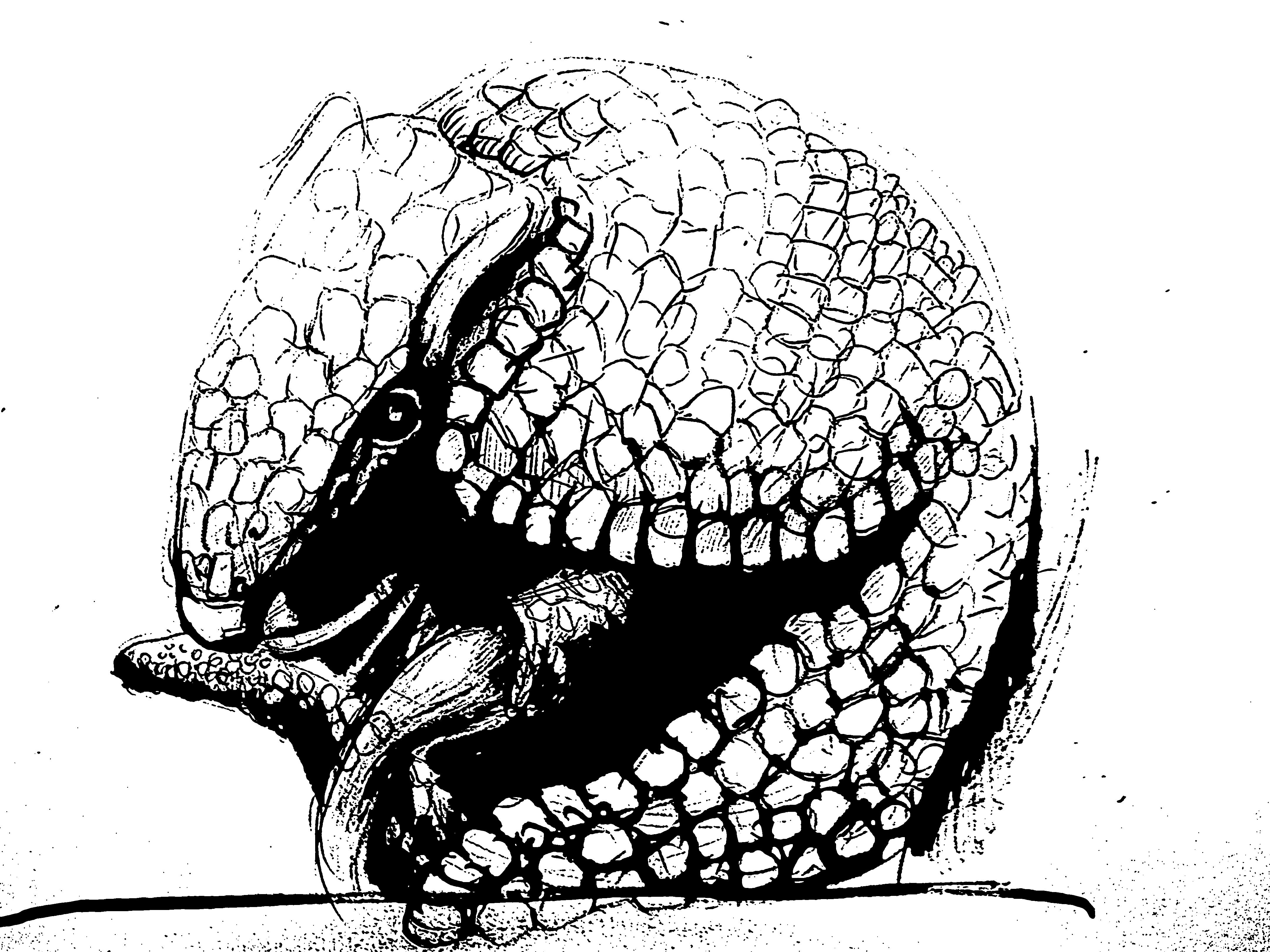 Armadillo Drawing at Explore collection of