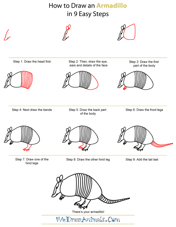 600x776 How To Draw An Armadillo - Armadillo Drawing