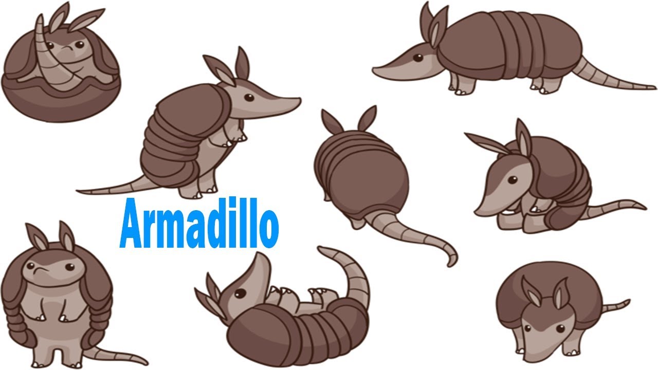 Armadillo Drawing at PaintingValley.com | Explore collection of