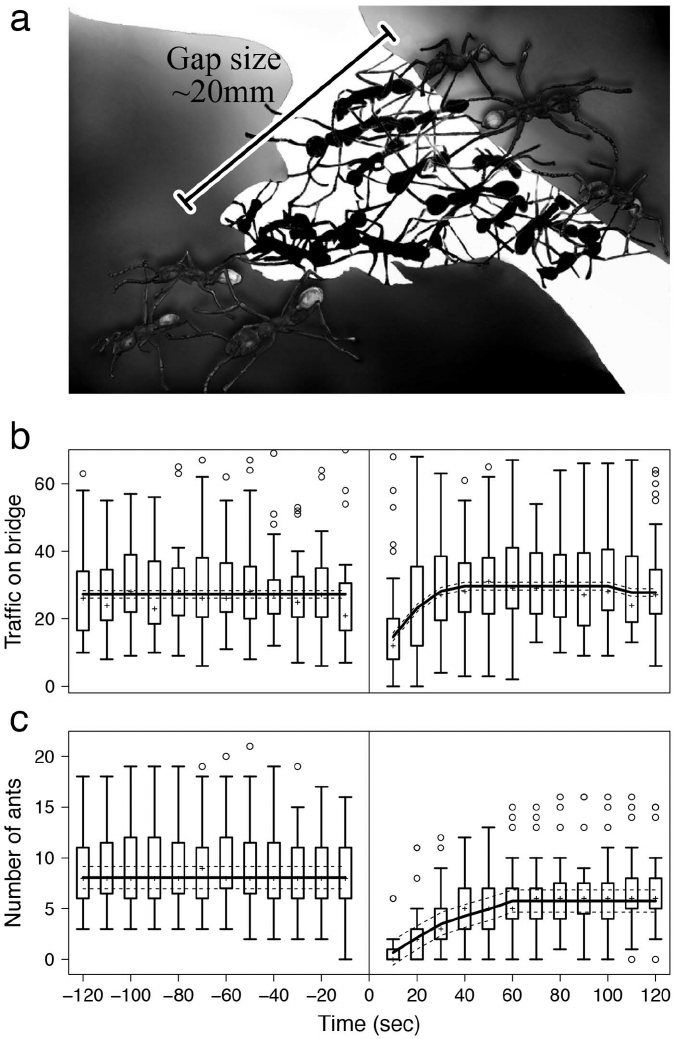 674x1039 A Drawing Representing A Living Bridge Formed - Army Drawing Pictures
