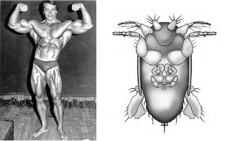 787x493 New 'big Armed Fly' Species Named After Arnold Schwarzenegger - Arnold Drawing