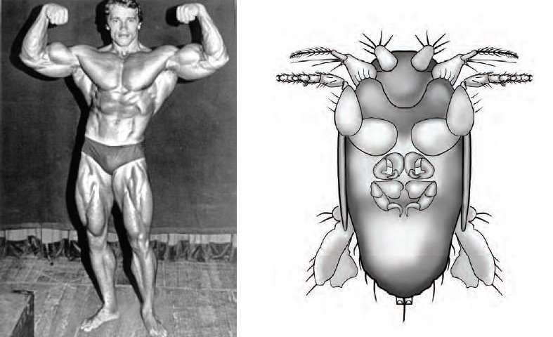 787x480 New 'big Armed Fly' Species Named After Arnold Schwarzenegger - Arnold Schwarzenegger Drawing