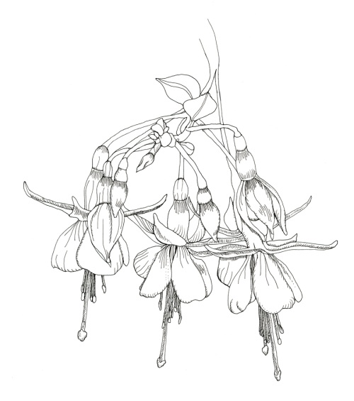 500x565 arrowhead drawing - Arrowhead Drawing