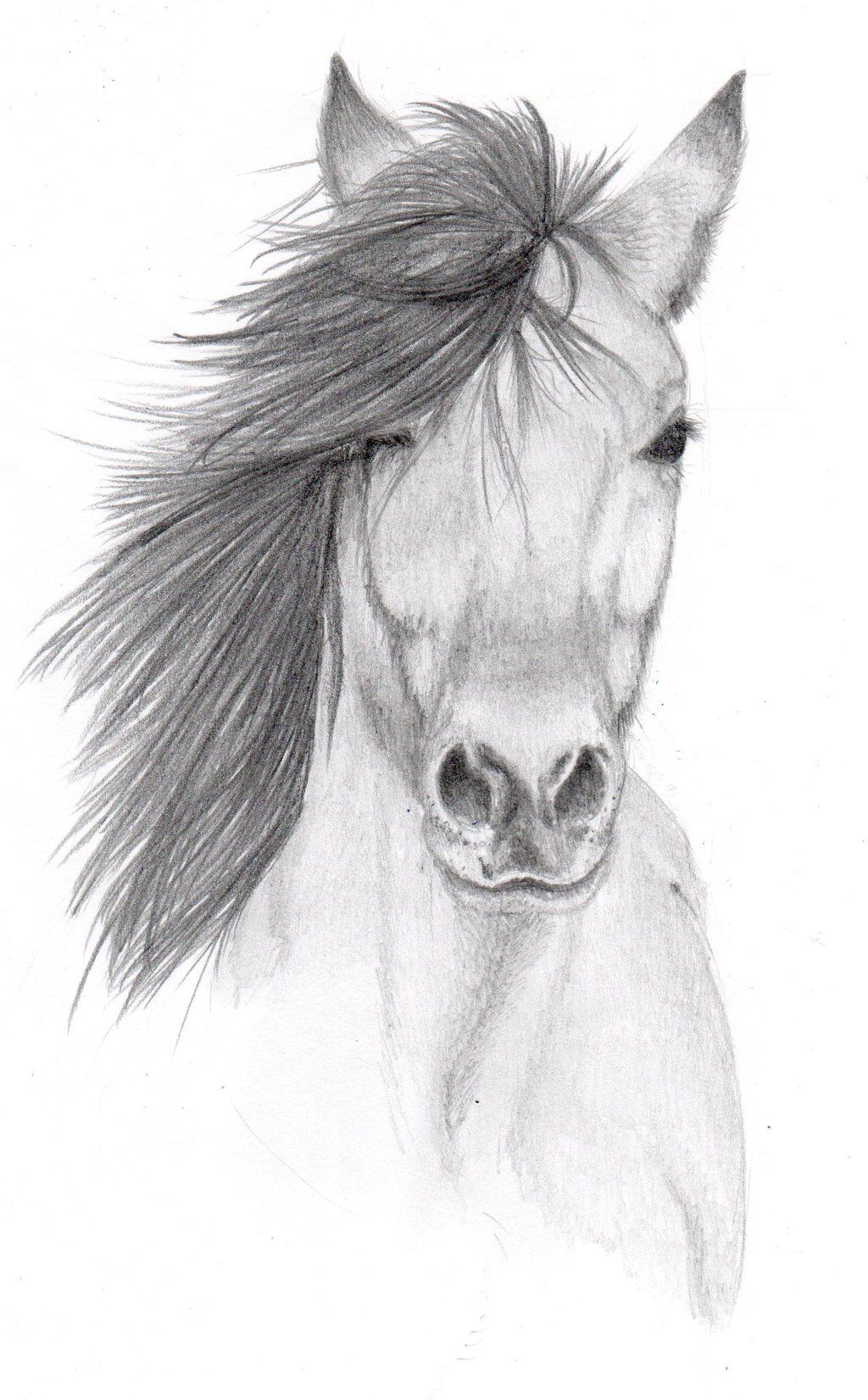 1024x1651 Pencil Sketches Of Animals Horse Pencil Sketch - Art Animals Drawing