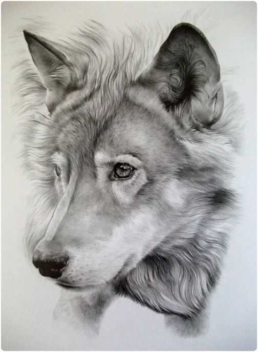 504x687 Realistic Pencil Drawings Of Animals - Art Animals Drawing