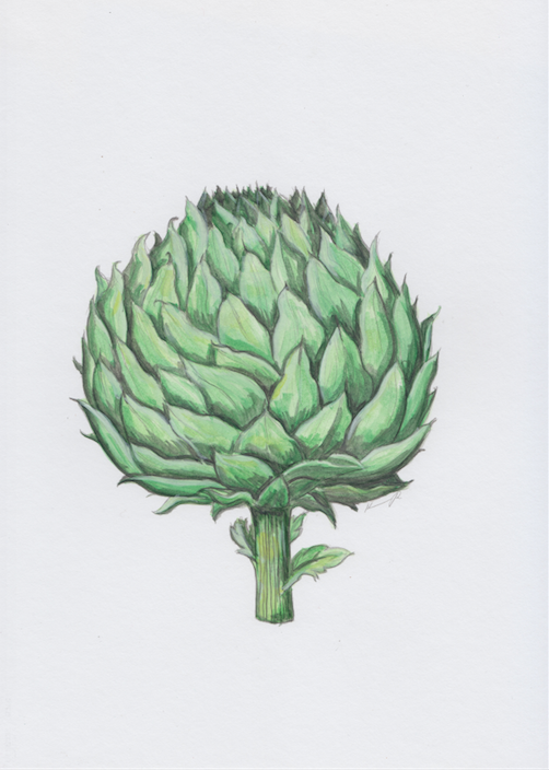 502x704 Artichoke Drawing I Made - Artichoke Drawing