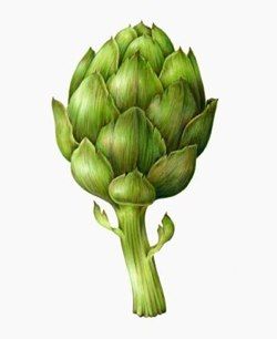 Artichoke Drawing at PaintingValley.com | Explore collection of ...