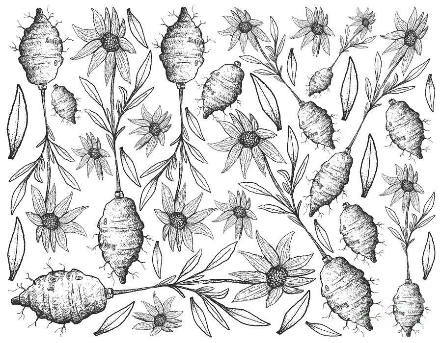 900x700 hand drawn of jerusalem artichoke on white background drawing - Artichoke Drawing