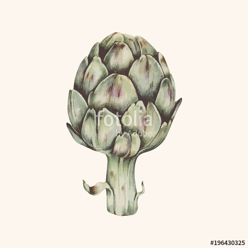500x500 Illustration Drawing Of Artichoke Stock Photo And Royalty Free - Artichoke Drawing