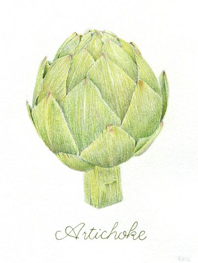 400x530 tutorial drawing an artichoke in colored pencil colored pencil - Artichoke Drawing