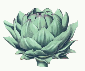 325x270 Artichoke Drawing - Artichoke Drawing