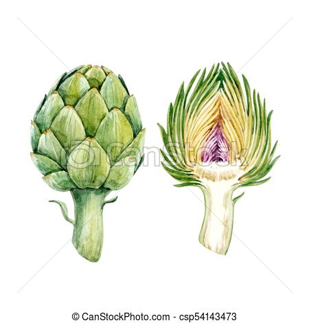 450x470 Watercolor Artichoke Vector Set Beautiful Vector Set With Hand - Artichoke Drawing