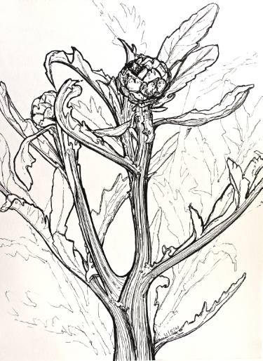 375x514 Young Artichoke Drawing - Artichoke Drawing