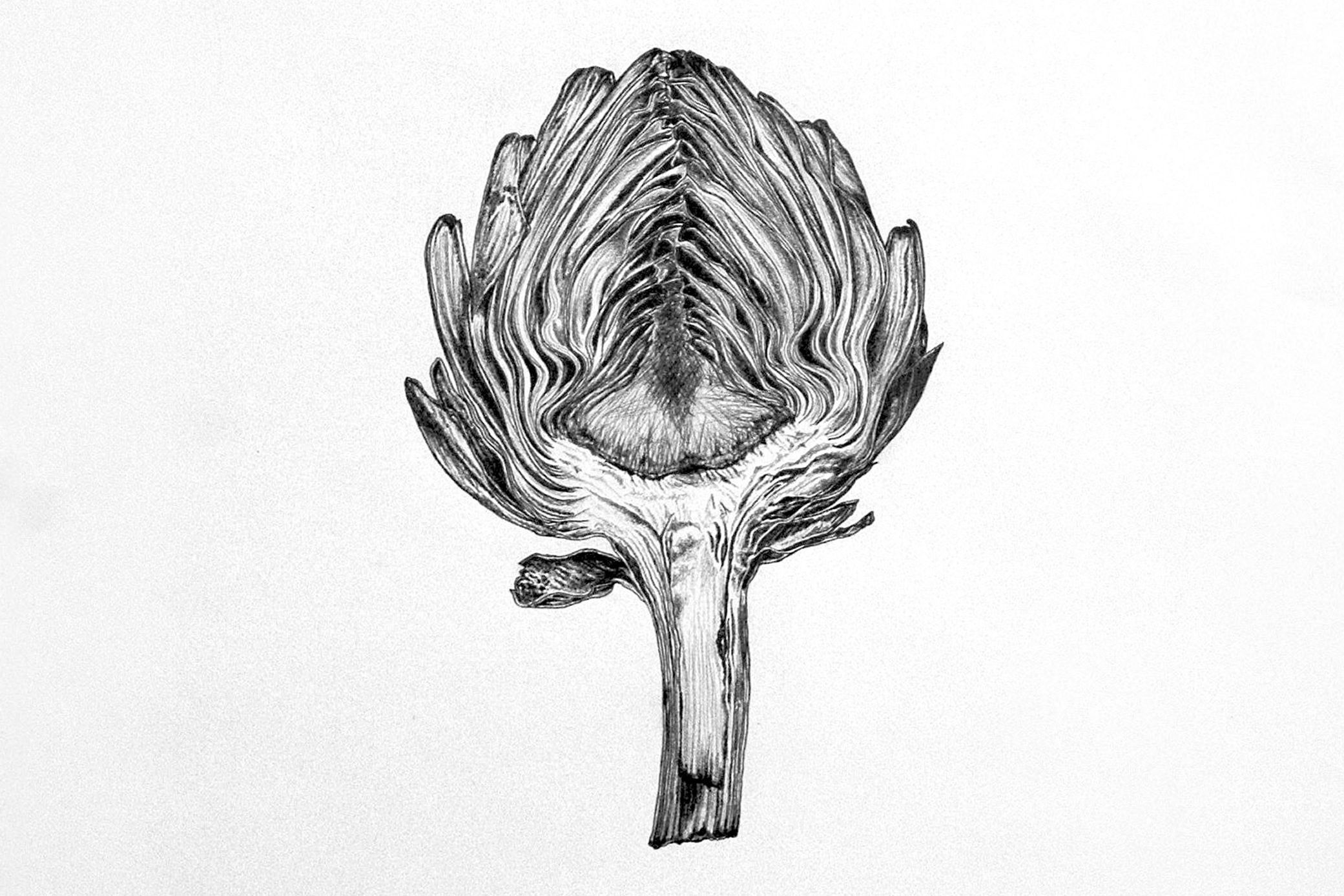 2081x1387 Botanical Illustration Artichoke - Artichoke Drawing