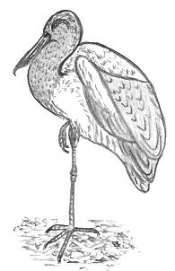 195x302 drawing tips and articles - Article Drawing