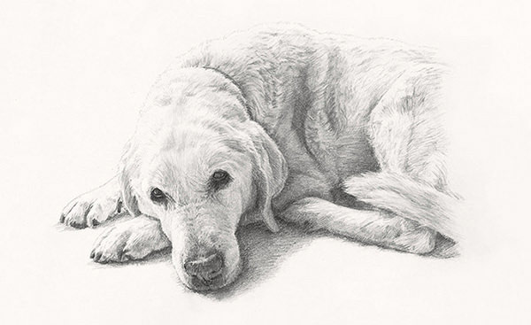 600x367 How To Draw Pet Portraits - Artists That Drawing Dogs