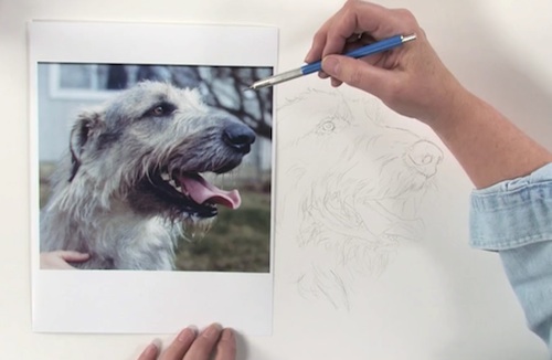 500x326 pet portrait drawing techniques how to draw dogs - Artists That Drawing Dogs