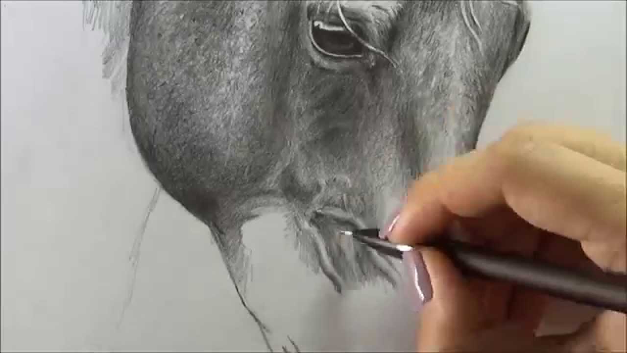 1280x720 Horse - Artists Who Drawing Horses
