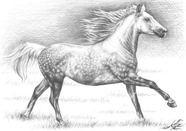 375x264 Apfelschimmel - Artists Who Drawing Horses