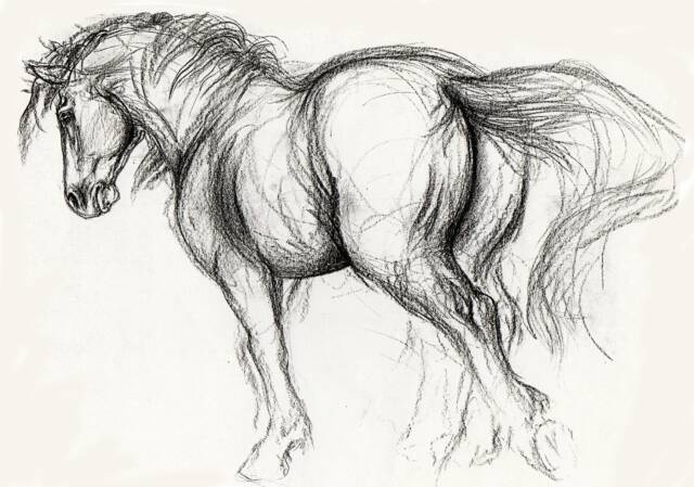 640x449 Draw The Horse Equine Artist Maureen Shelleau - Artists Who Drawing Horses