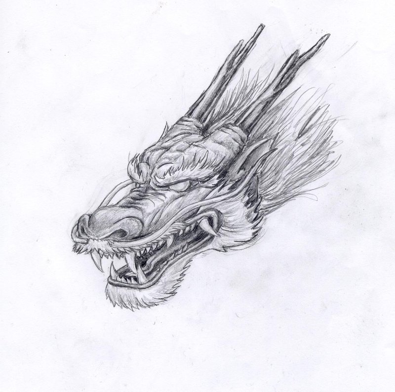 800x794 Chinese Dragon Head Drawing Picture Drawing Skill - Asian Dragon Drawing