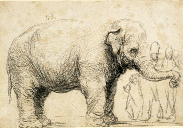 Asian Elephant Drawing