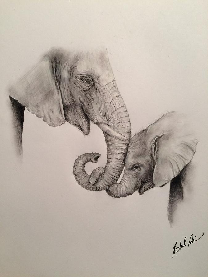 675x900 asian elephants - Asian Elephant Drawing