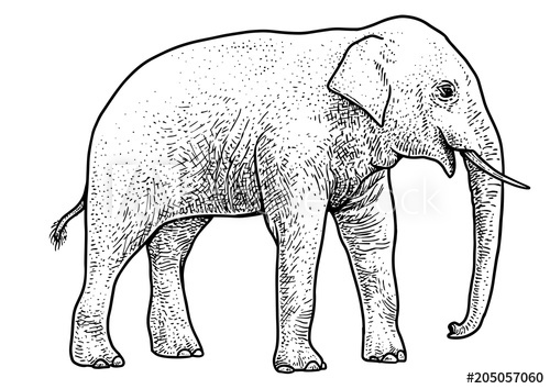 500x354 asian elephant illustration, drawing, engraving, ink, line art - Asian Elephant Drawing