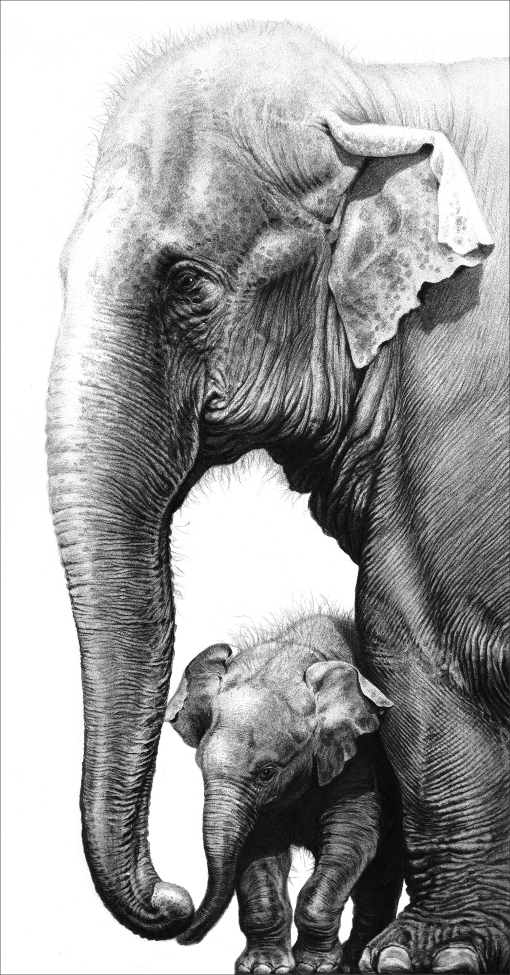 1046x2000 Elephant Drawings - Asian Elephant Drawing