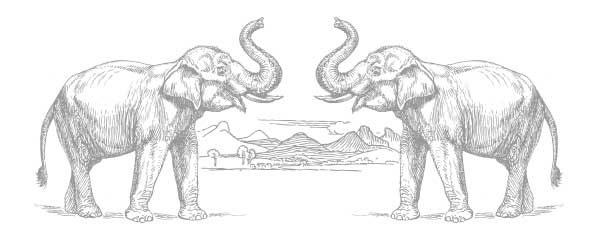 600x240 faq maetaeng elephant park clinic chiang m thailand - Asian Elephant Drawing