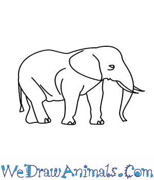 300x350 How To Draw An Elephant - Asian Elephant Drawing