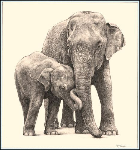 467x500 jumbo family' asian elephants - Asian Elephant Drawing