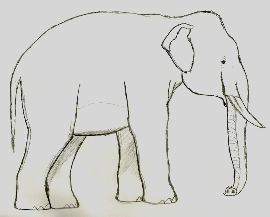 900x723 asian elephant drawing - Asian Elephant Drawing
