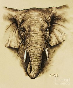 251x300 asian elephant drawings fine art america - Asian Elephant Drawing