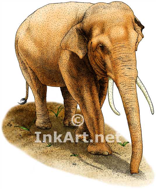 535x650 asian elephant stock art illustration - Asian Elephant Drawing