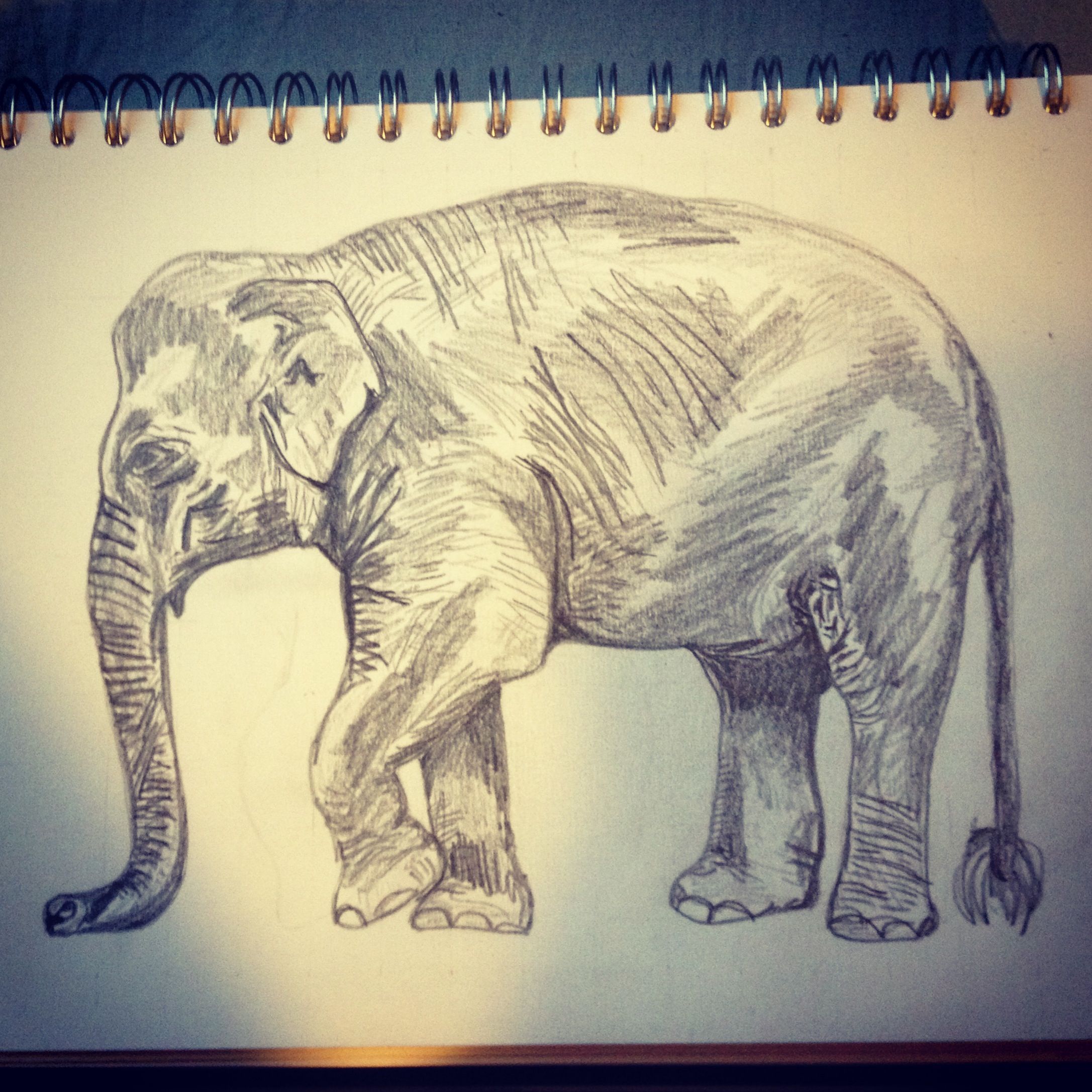 2173x2173 asian elephant drawing elephants elephant art, elephant, art - Asian Elephant Drawing