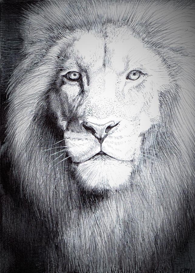 Aslan Drawing at PaintingValley.com | Explore collection of Aslan Drawing