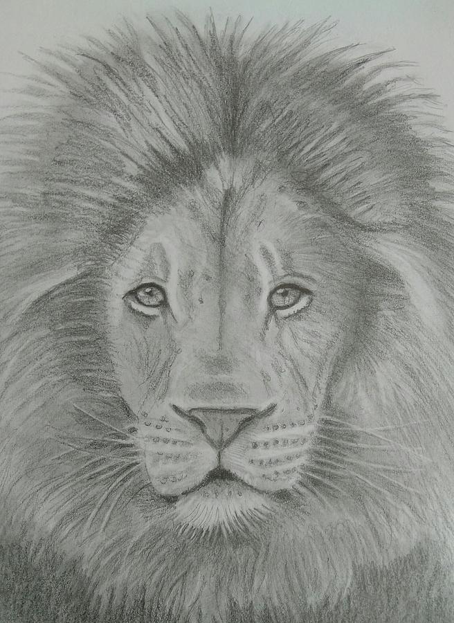 Aslan Drawing At Paintingvalley Com Explore Collection Of Aslan