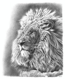 250x300 Aslan Drawings Fine Art America - Aslan Drawing