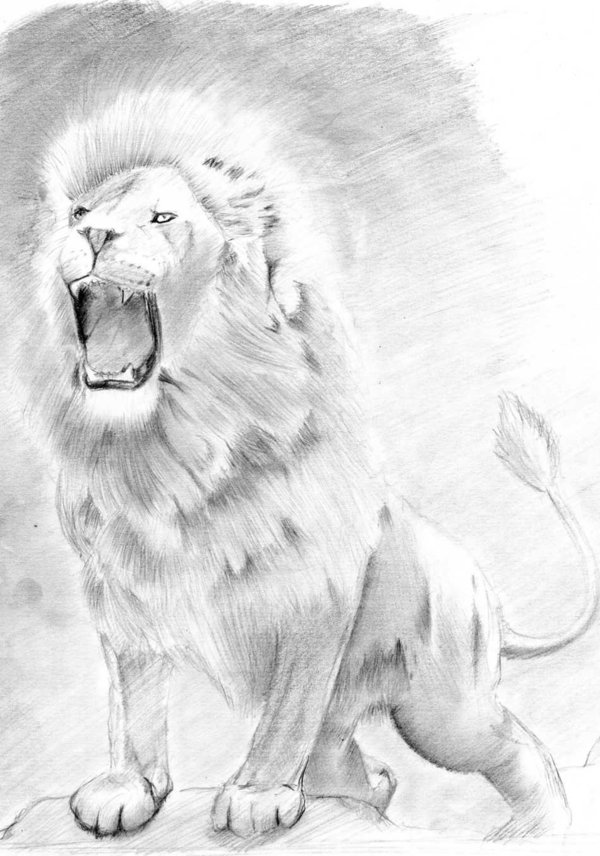 Aslan Drawing at PaintingValley.com | Explore collection of Aslan Drawing