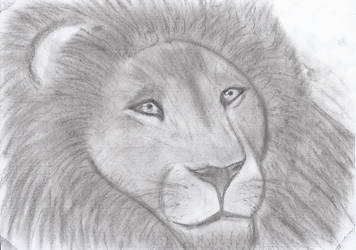 356x250 Aslan On Narnia Fc - Aslan Drawing