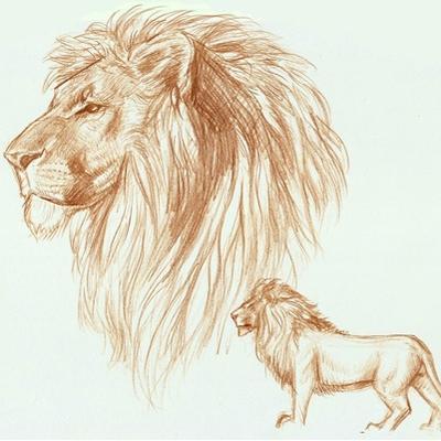 400x400 Drawings Of Aslan - Aslan Drawing