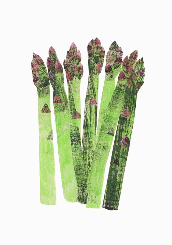 564x800 asparagus art print - Asparagus Drawing
